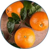 Extracto del fruto de la naranja amarga 